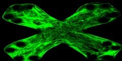 Lung-on-a-chip device to help drug testers verify new drugs for pulmonary fibrosis