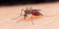 Researchers find a cost-effective method to detect Malaria using Magnet and Laser Pointer