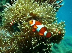Underwater Sounds Can Fix Degrading Coral Reefs - Study