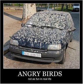 Angry birds