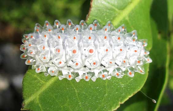 Jewel-Caterpillar