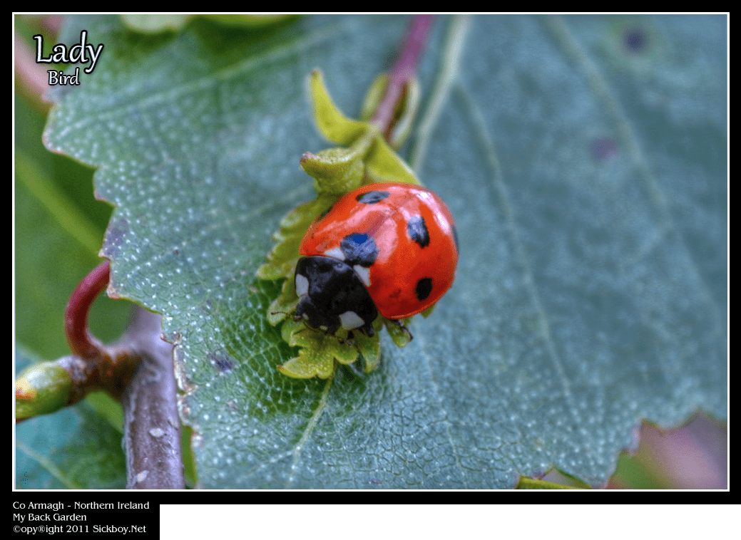 ladybird6