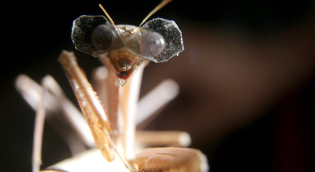 praying-mantis-3d-glasses-newcastle-university