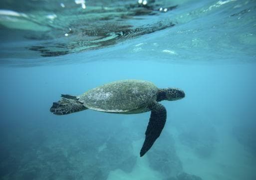 biomimetic-robots-singapore-seaturtle