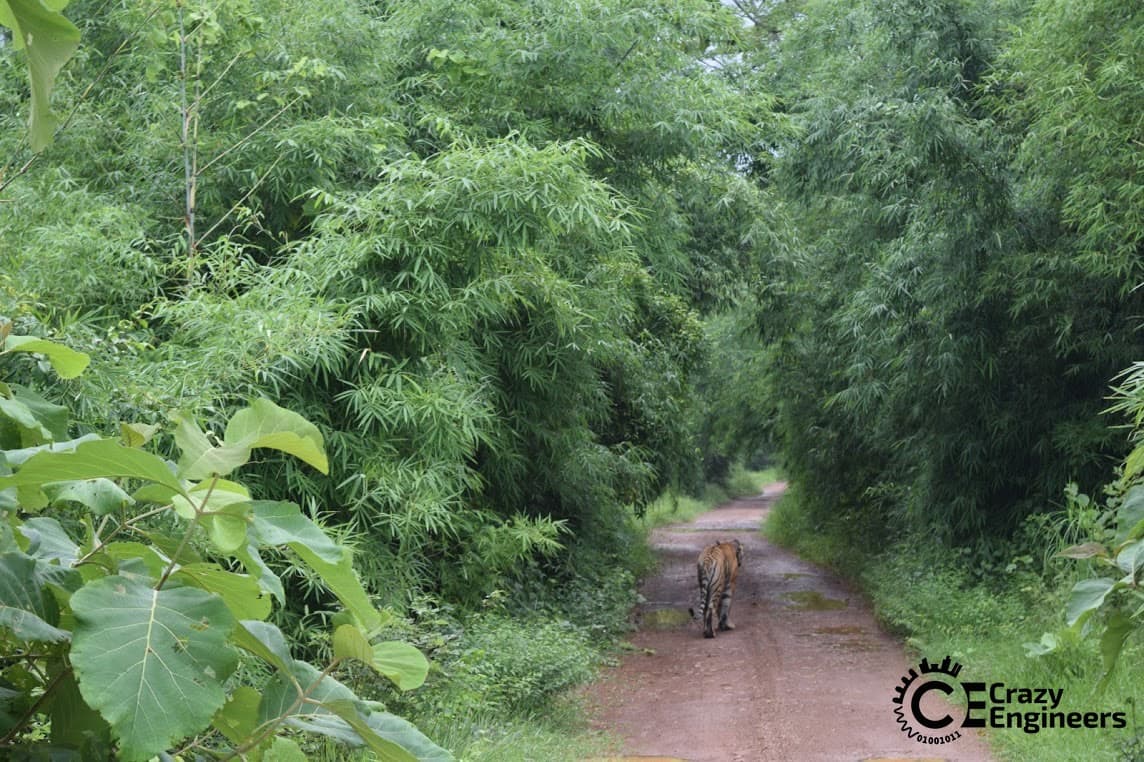 Tadoba-Tiger-1