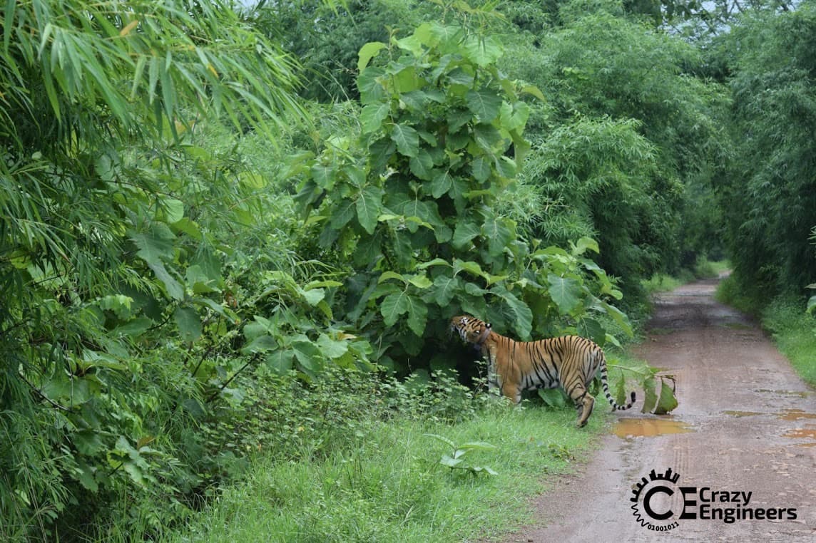 Tadoba-Tiger-2