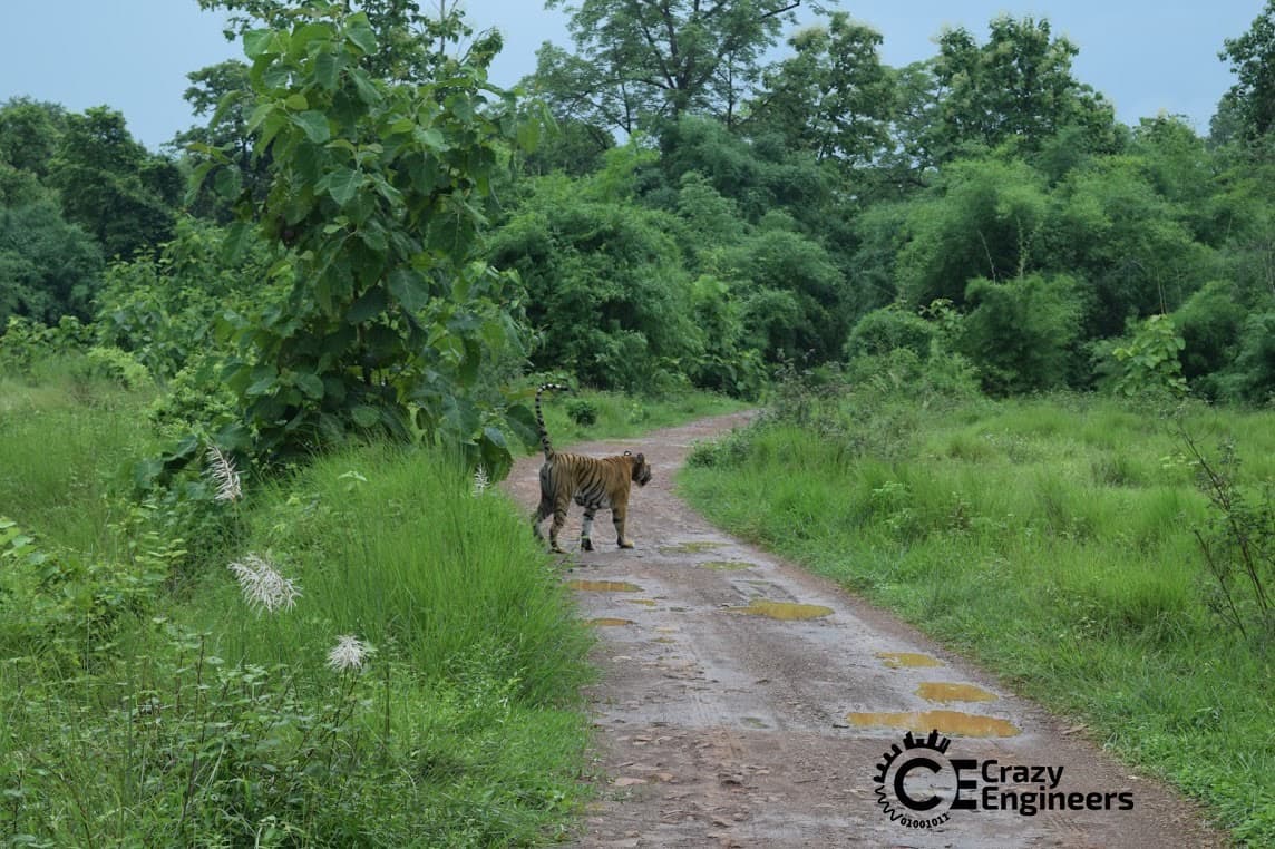 Tadoba-Tiger-3