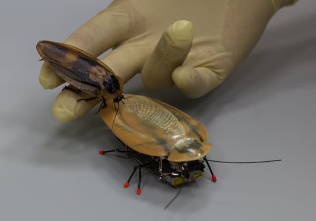 Russian-Robot-Cockroach