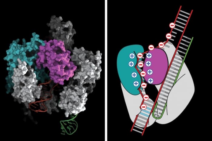 MIT-Crispr_0