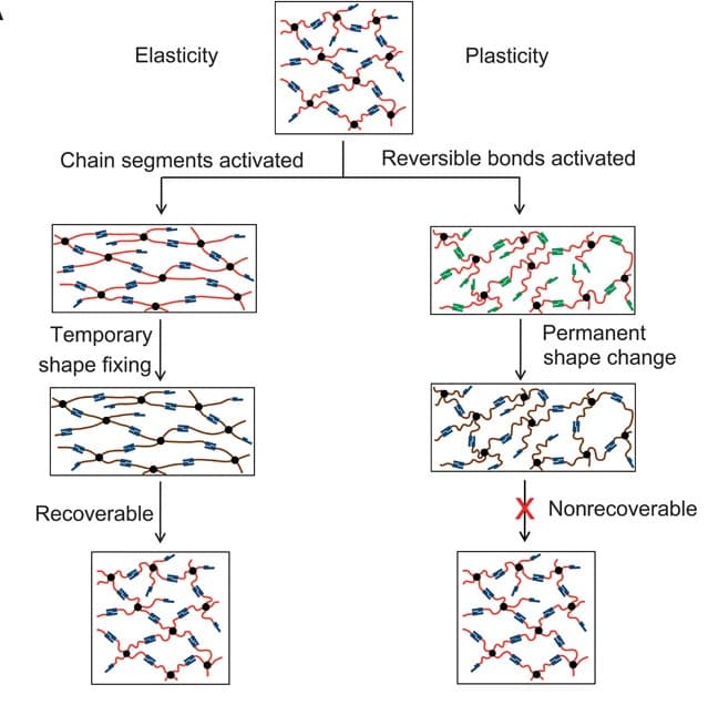 shape-shifting-polymer-plasticity-elasticity