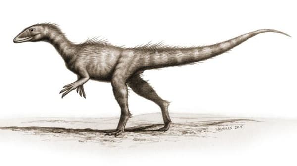 Welsh-Dinosaur-Dracoraptor