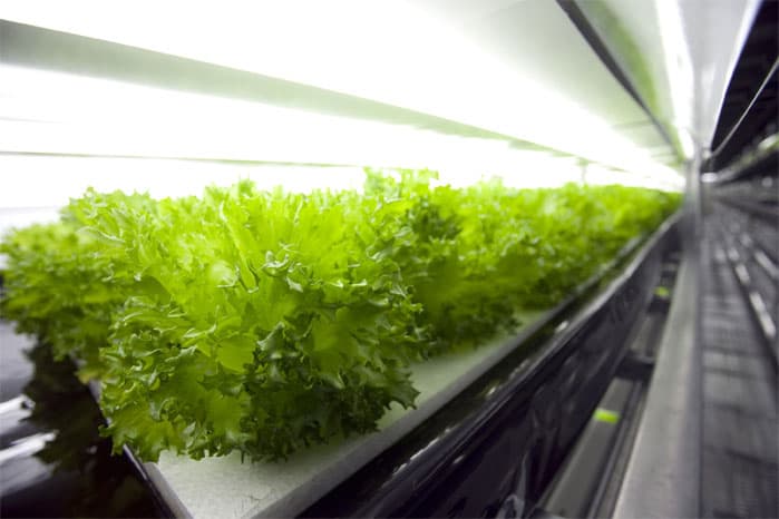 spread-robot-farm-cultivates-lettuce-indoors