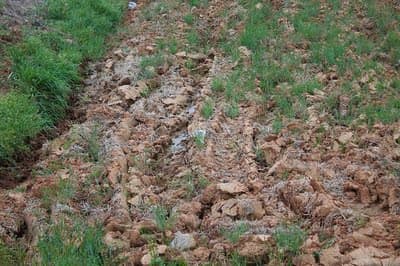 Find the camouflage cat, part two