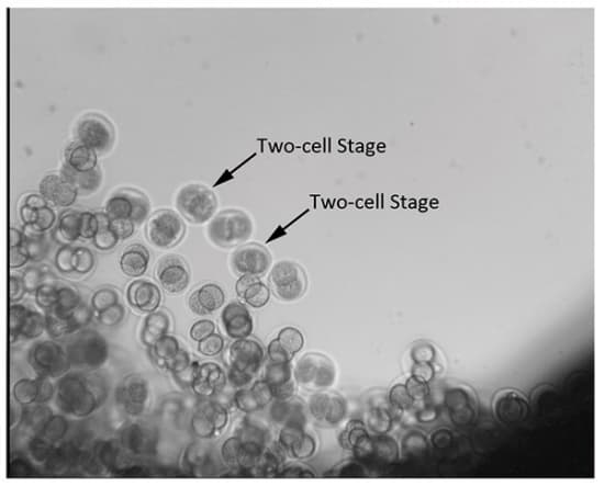 Two_cellstage