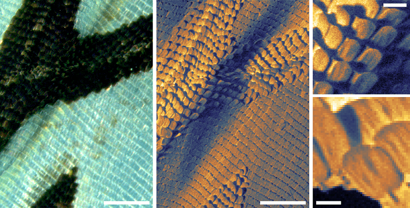 Butterfly-Wing-optical-microscope-version-on-left-and-SHeM-on-right