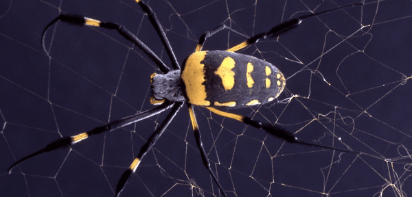 nephila_senegalensis_spider_web_structure