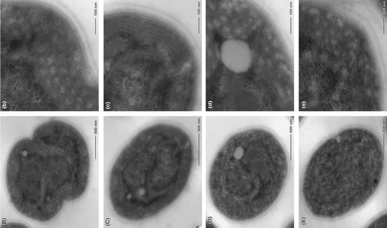 microalgae_cell