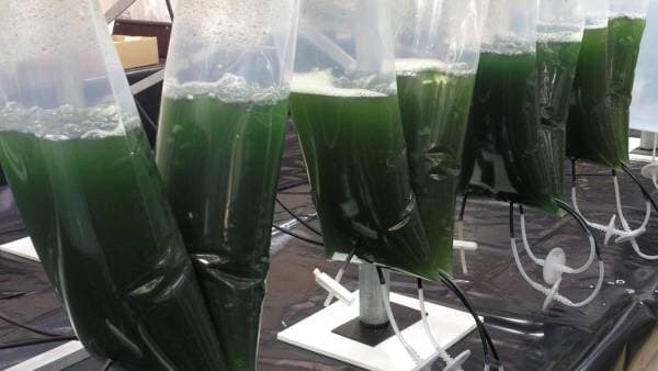 microalgae_cultivation