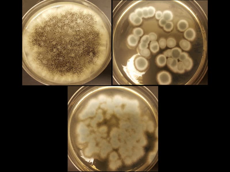 Three-Strains-of-fungi-to-recycle-rechargeable-batteries