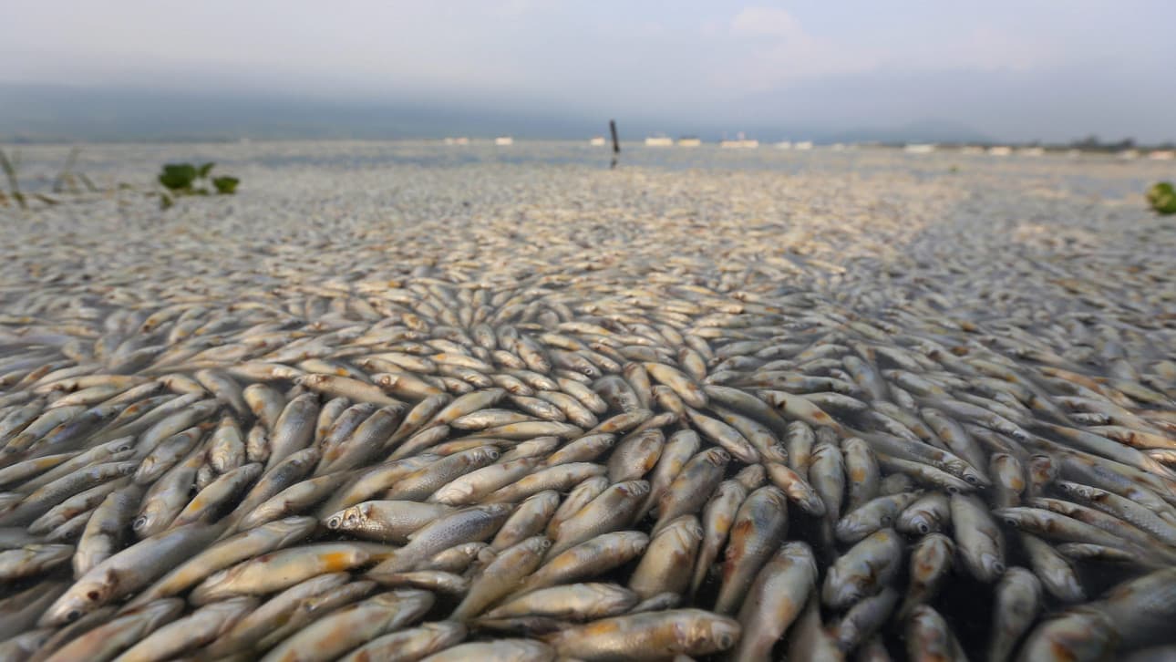 waste-fish-scales-bioenergy-harvester