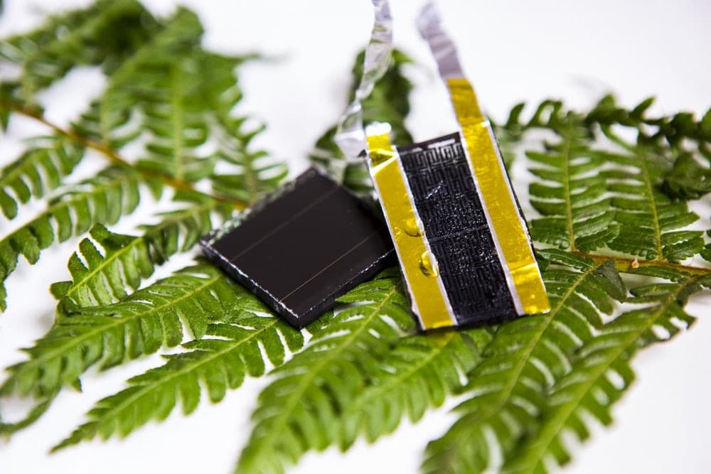 fern-leaf-inspired-graphene-electrode