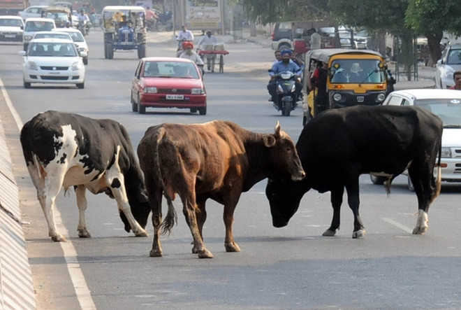 Cows-on-road