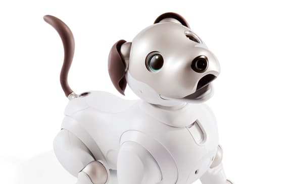 Aibo (2)