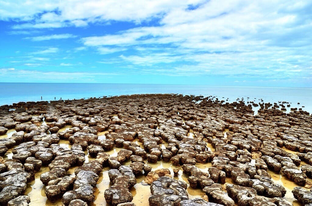 oldest -living-stromatolites