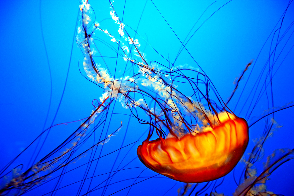 jellyfish2