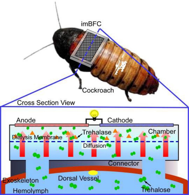 cockroach-network