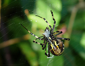 spider_silk_2